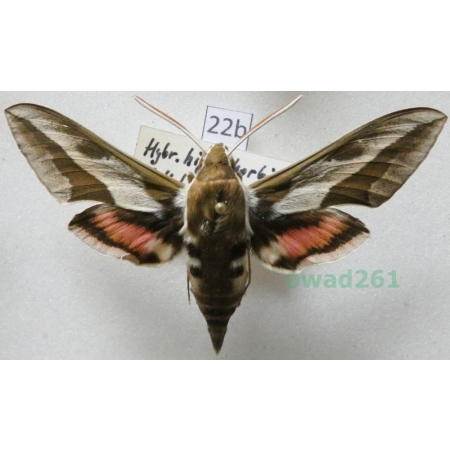 Hybrid hippophorbiae Hyles euphorbiae (Linnaeus, 1758) female + Hyles hippophaes (Esper, 1789) male ex. ovo Czech 61mm22b
